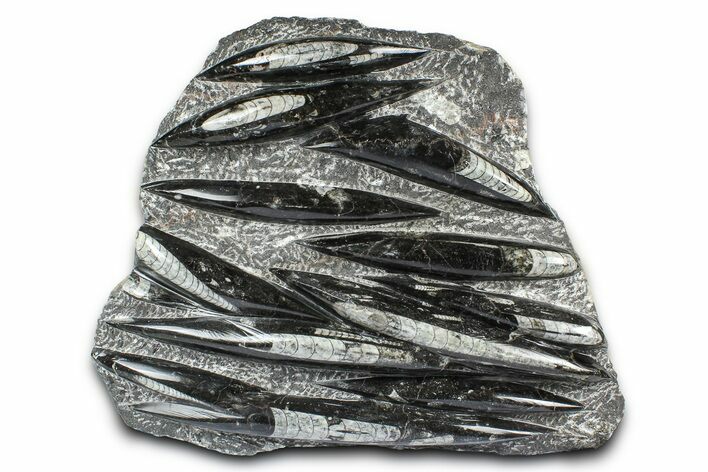 Polished Fossil Orthoceras (Cephalopod) Plate - Morocco #372639
